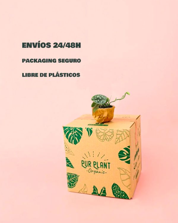 Scindapsus Pictus-packaging
