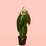 Philodendron Melanochrysum