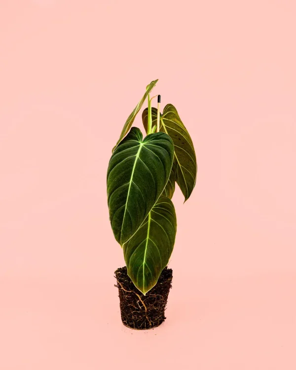 Philodendron Melanochrysum
