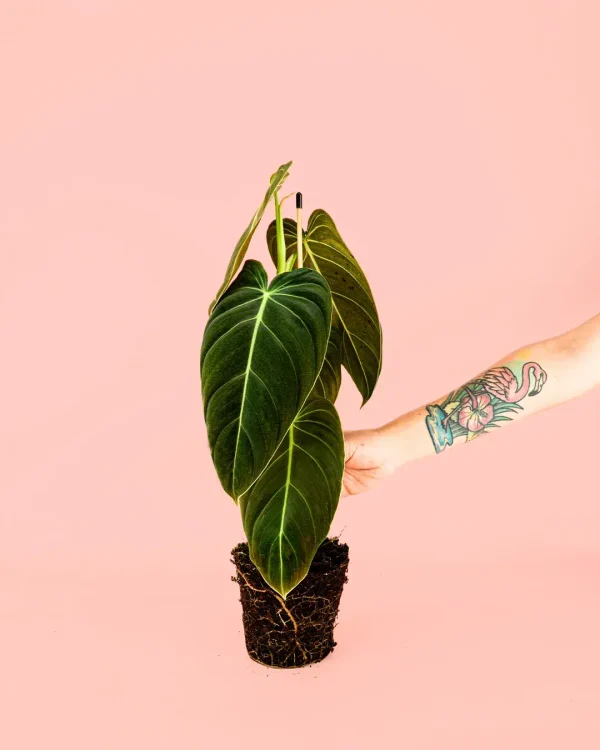 Philodendron Melanochrysum planta