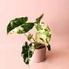 alocasia-frydek-variagada