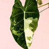 alocasia-frydek-variagada-hoja