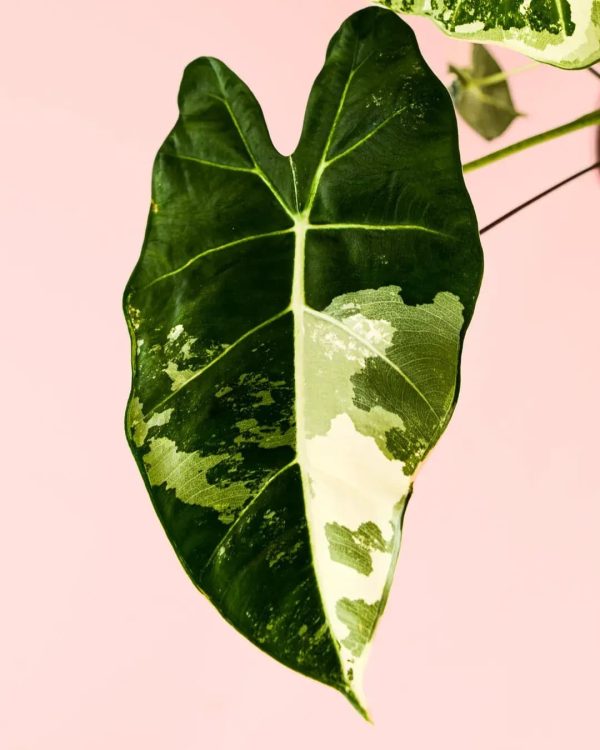 alocasia-frydek-variagada-hoja