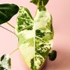 alocasia-frydek-variagada-hojas