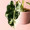 alocasia-frydek-variagada-planta