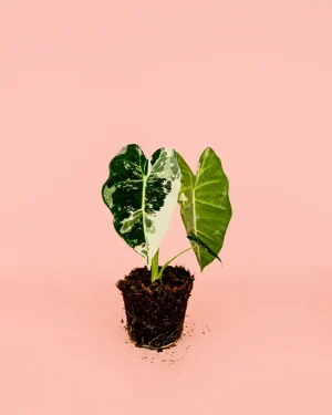alocasia-frydek-variegata