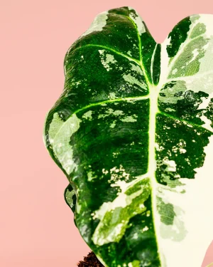 alocasia-frydek-variegata-hoja