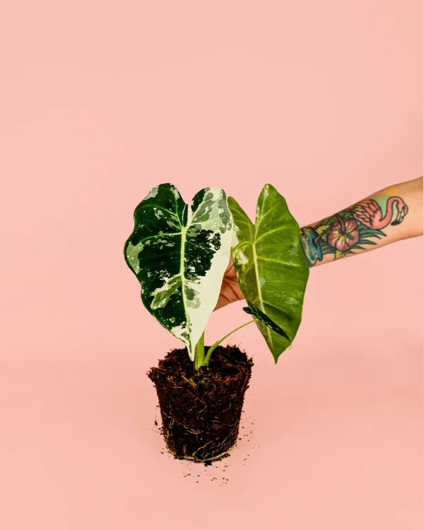alocasia-frydek-variegata-planta