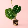 anthurium-clarinervium