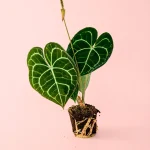 Anthurium Clarinervium