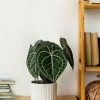 anthurium-clarinervium-contexto