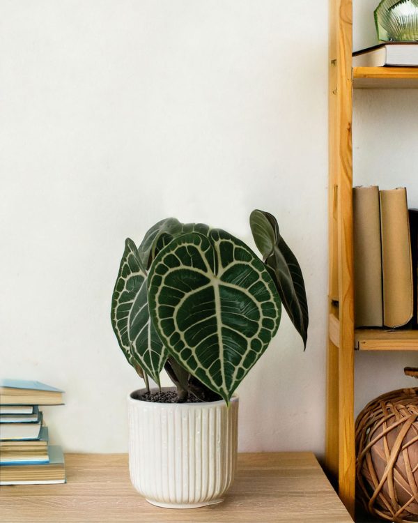 anthurium-clarinervium-contexto
