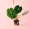 anthurium-clarinervium-planta