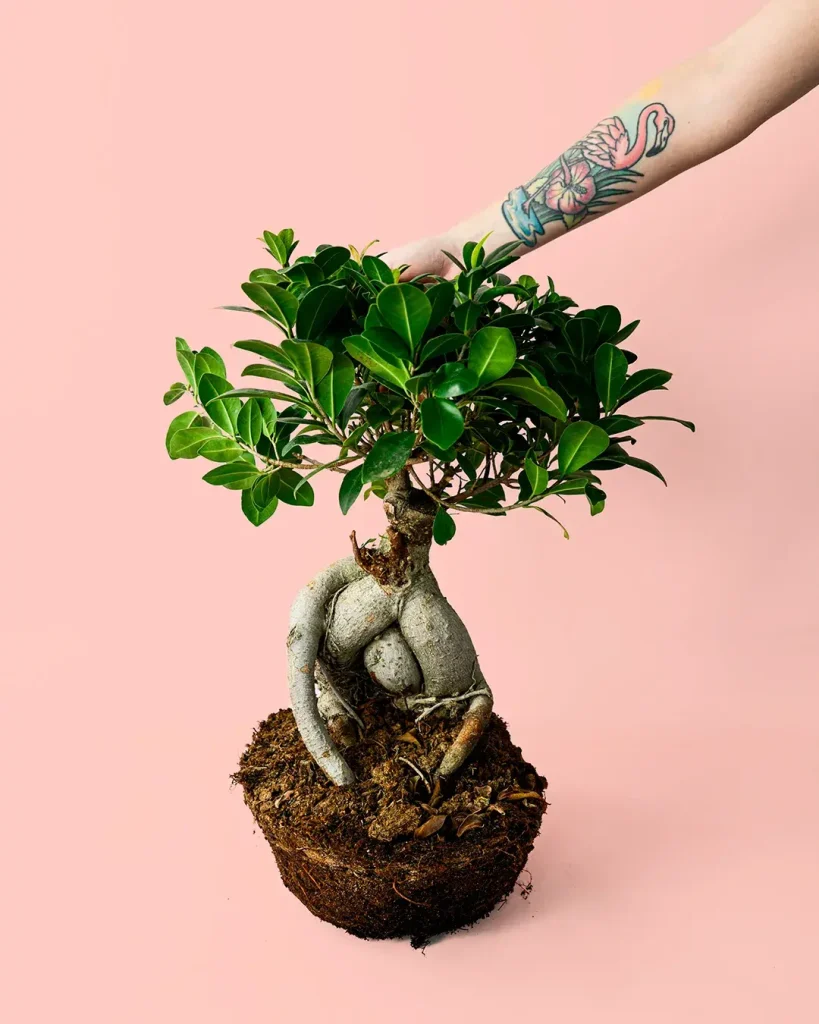 arbol-bonsai-ficusginseng