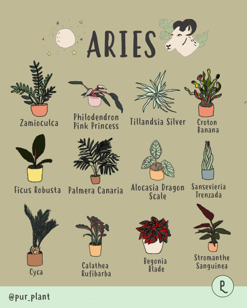 plantas para personas aries