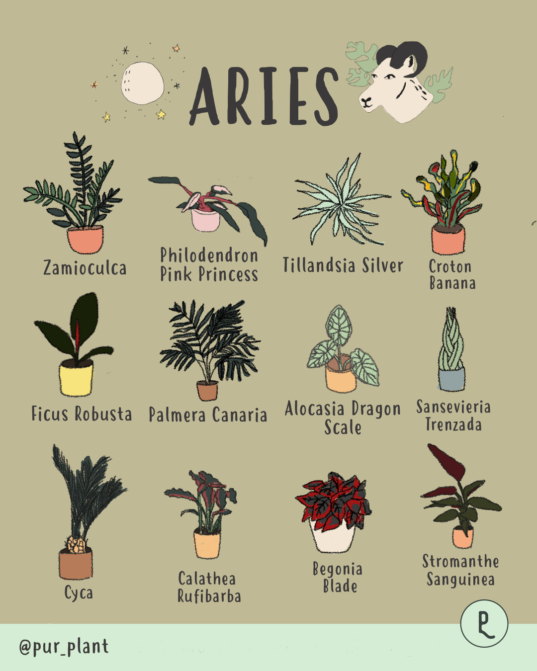 aries-plantas plantas para personas aries