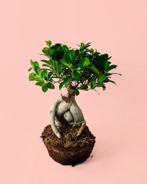 bonsai-ficus-ginseng