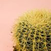 cactus-asiento-suegra