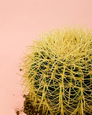 cactus-asiento-suegra