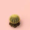 cactus-asiento-suegra-bola