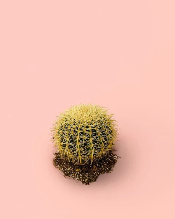 cactus-asiento-suegra-bola