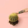 cactus-asiento-suegra-planta