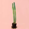 cactus-columnar