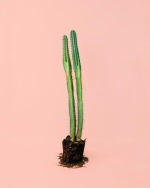 cactus-columnar