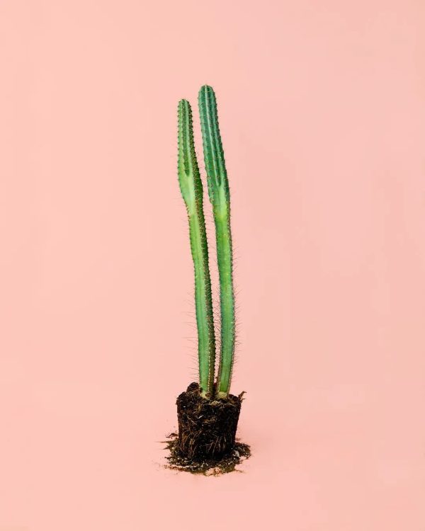 cactus-columnar