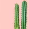 cactus-columnar-detalle