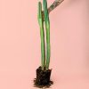 cactus-columnar-planta