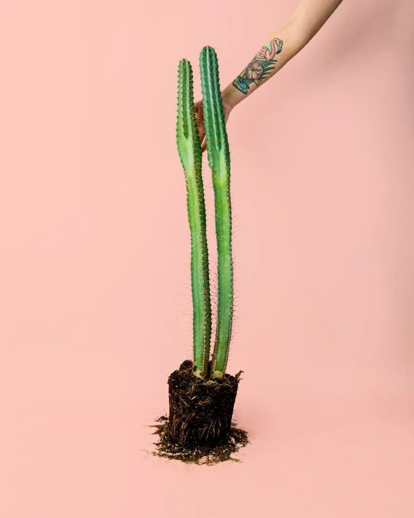 cactus-columnar-planta