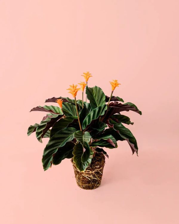 calathea-tassmania