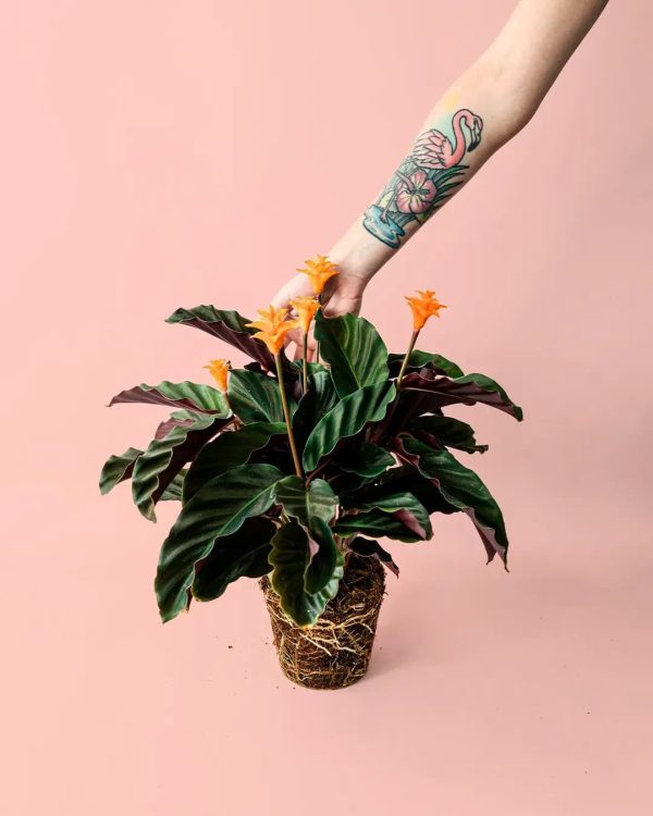 calathea-tassmania-planta