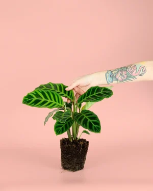 calathea-zebrina