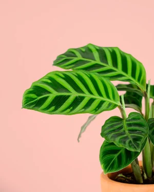 calathea-zebrina-hoja