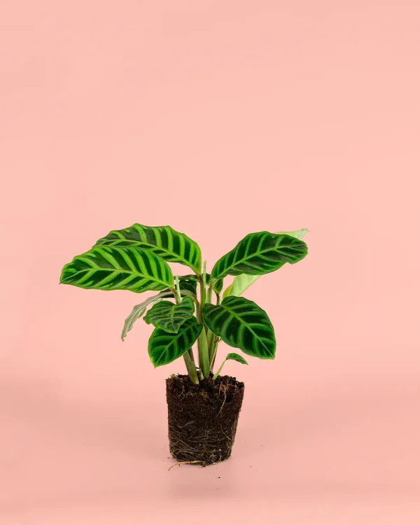 calathea-zebrina-mediana