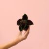 coleo-dark-hojas
