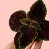 coleo-dark-planta