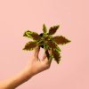 coleo-fusion-plantas