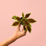 coleo-fusion-plantas