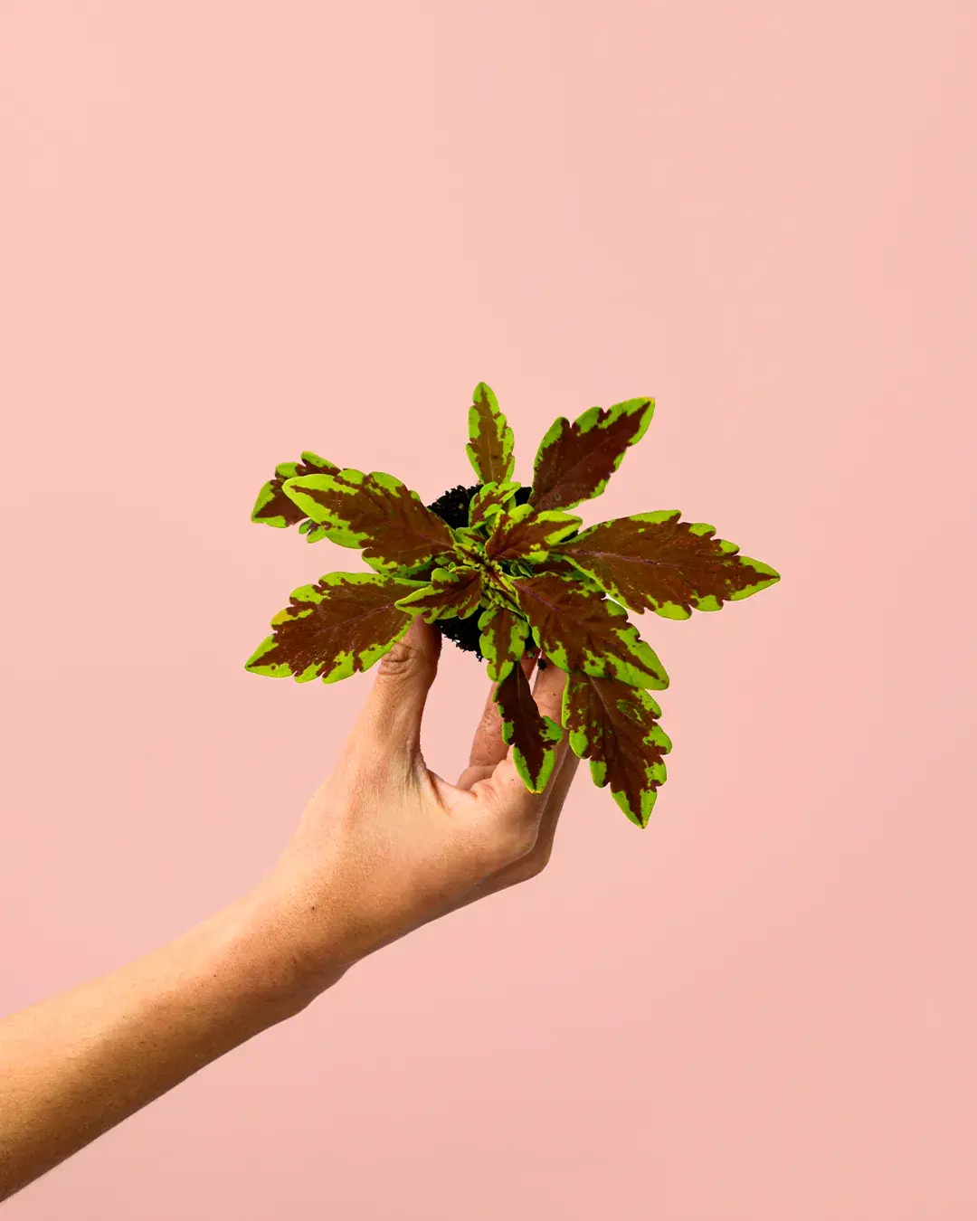 coleo-fusion-plantas coleo-fusion-plantas