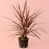 cordyline