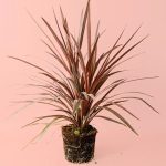 cordyline