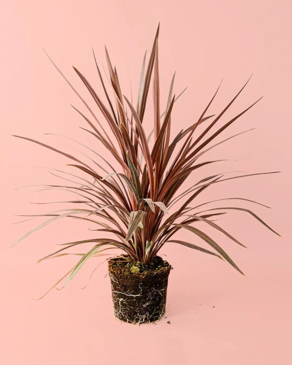 cordyline