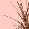 cordyline-hoja