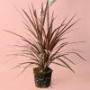 cordyline-planta