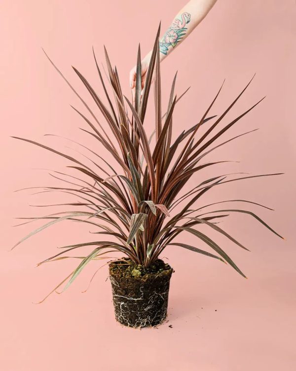 cordyline-planta