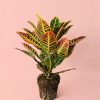 croton