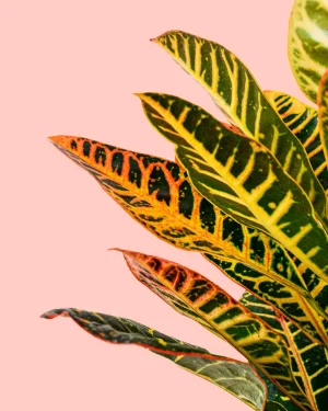 croton hojas